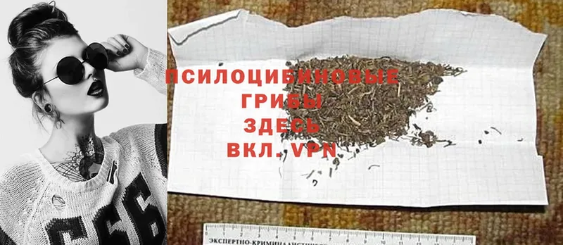 Галлюциногенные грибы Psilocybine cubensis  omg tor  Карачев  закладки 